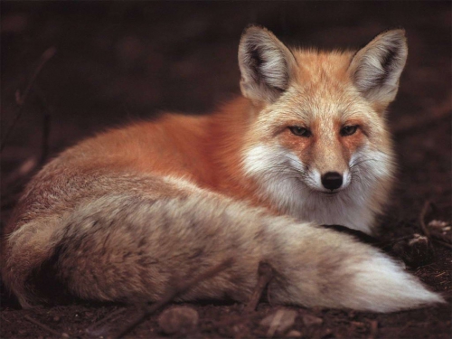 Beautiful foxes (100 wallpapers)