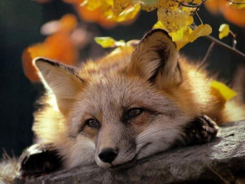 Beautiful foxes (100 wallpapers)