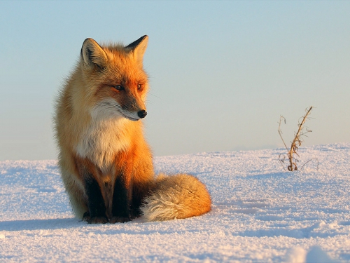 Beautiful foxes (100 wallpapers)