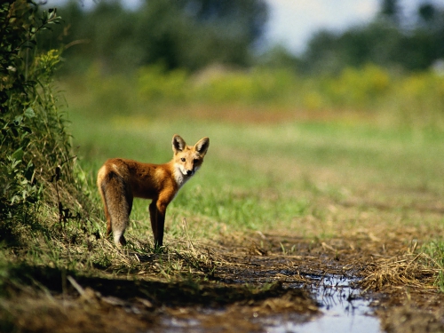 Beautiful foxes (100 wallpapers)