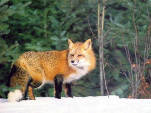 Beautiful foxes (100 wallpapers)