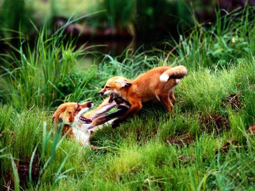 Beautiful foxes (100 wallpapers)