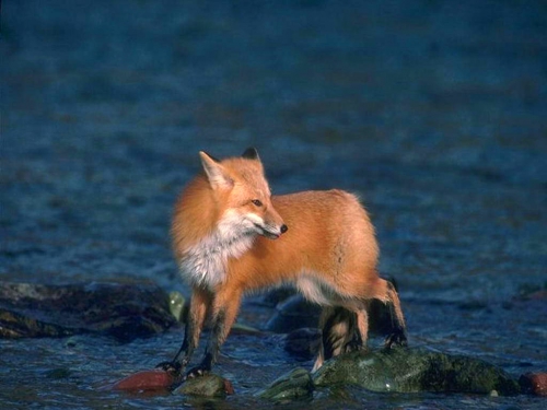 Beautiful foxes (100 wallpapers)