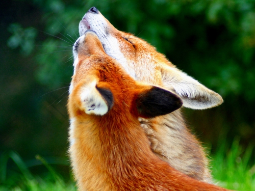 Beautiful foxes (100 wallpapers)