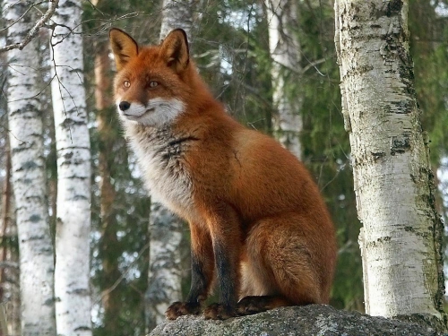 Beautiful foxes (100 wallpapers)