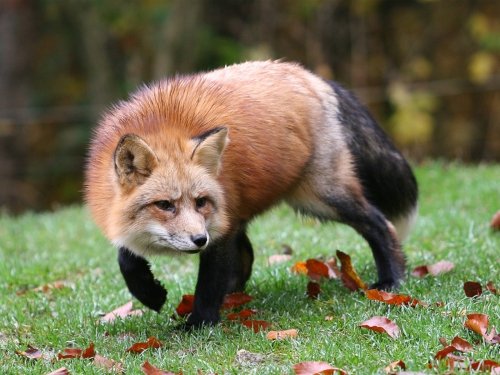 Beautiful foxes (100 wallpapers)