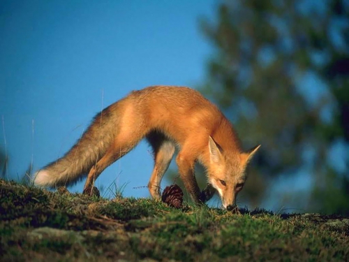 Beautiful foxes (100 wallpapers)