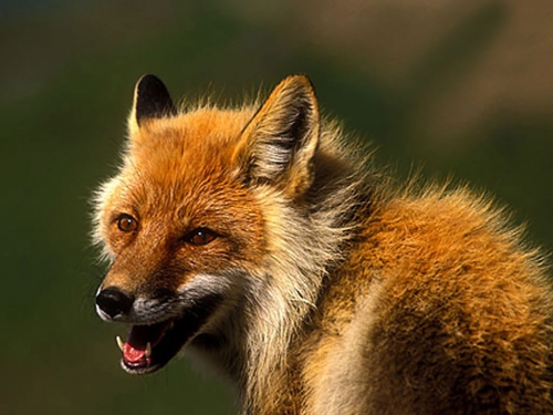 Beautiful foxes (100 wallpapers)