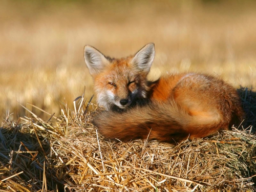 Beautiful foxes (100 wallpapers)