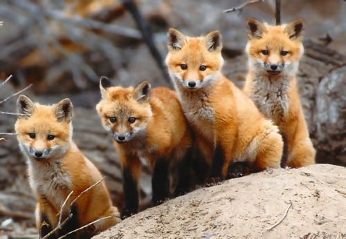 Beautiful foxes (100 wallpapers)