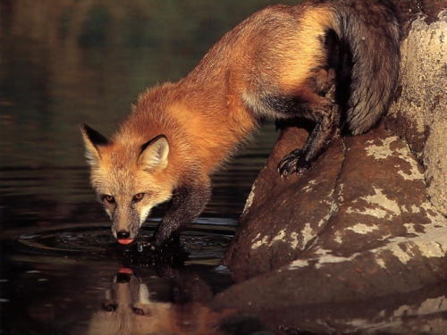 Beautiful foxes (100 wallpapers)