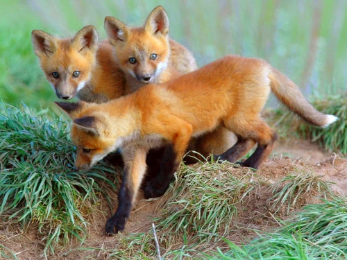 Beautiful foxes (100 wallpapers)