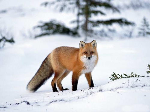 Beautiful foxes (100 wallpapers)