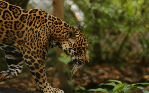 Amazing Wild Cats Wallpapers (100 wallpapers)