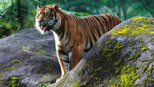 Amazing Wild Cats Wallpapers (100 wallpapers)