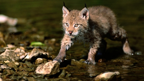 Amazing Wild Cats Wallpapers (100 wallpapers)