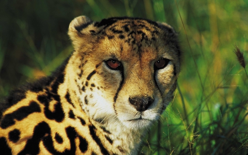 Amazing Wild Cats Wallpapers (100 wallpapers)