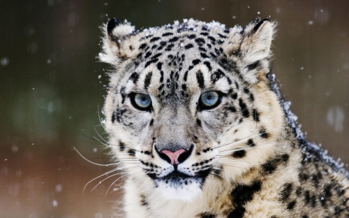 Amazing Wild Cats Wallpapers (100 wallpapers)