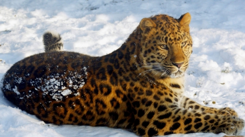 Amazing Wild Cats Wallpapers (100 wallpapers)