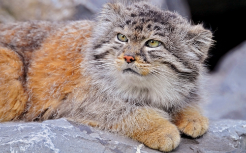 Amazing Wild Cats Wallpapers (100 wallpapers)