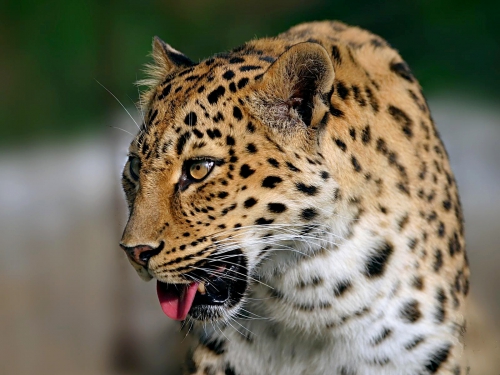 Amazing Wild Cats Wallpapers (100 wallpapers)