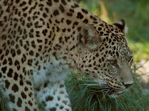 Amazing Wild Cats Wallpapers (100 wallpapers)