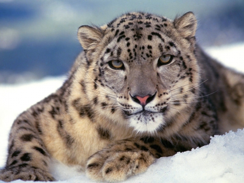 Amazing Wild Cats Wallpapers (100 wallpapers)