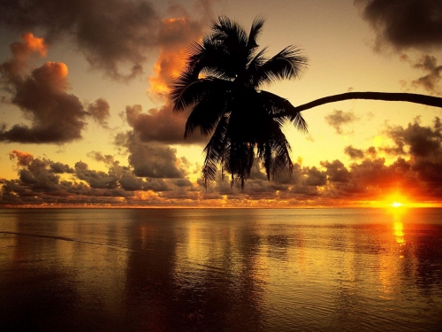 Wallpapers - Tropical Paradise Pack#9 (50 wallpapers)