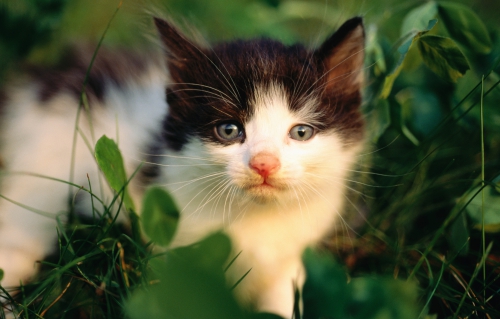 Wallpapers - Funny Cats Pack#14 (50 wallpapers)