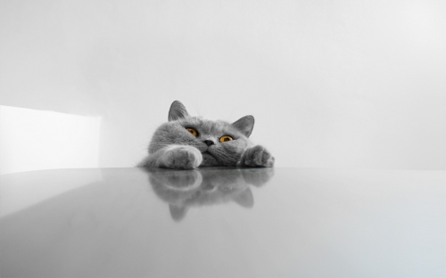 Wallpapers - Funny Cats Pack#14 (50 wallpapers)