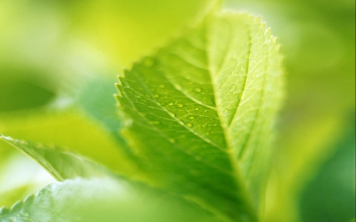 Green wallpapers on the theme of nature (82 wallpapers)