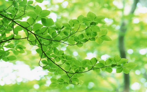 Green wallpapers on the theme of nature (82 wallpapers)