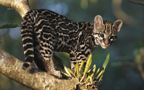 Wild cats (67 wallpapers)