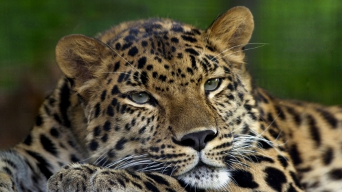 Wild cats (67 wallpapers)