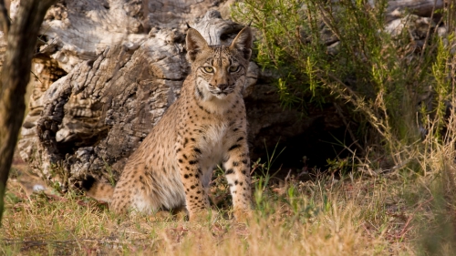 Wild cats (67 wallpapers)