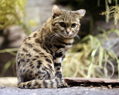 Wild cats (67 wallpapers)