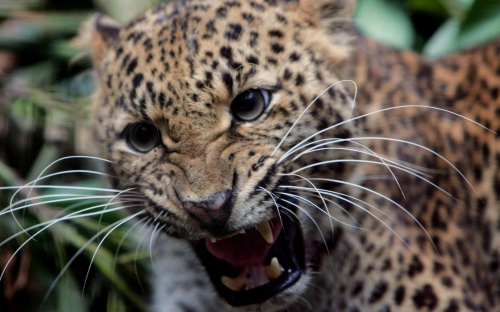 Wild cats (67 wallpapers)