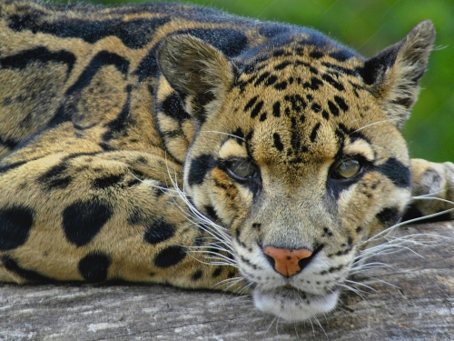 Wild cats (67 wallpapers)