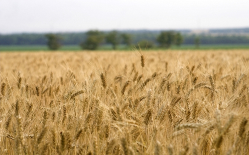 Wheat Fields Wallpapers (80 wallpapers)