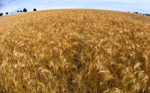 Wheat Fields Wallpapers (80 wallpapers)