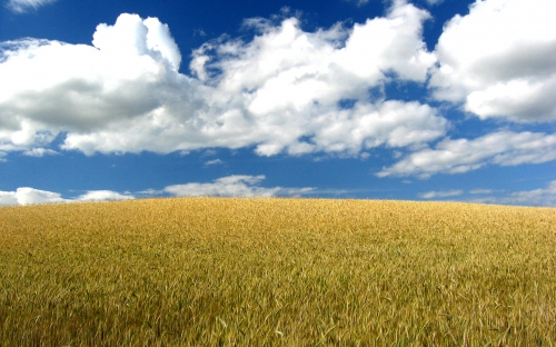 Wheat Fields Wallpapers (80 wallpapers)