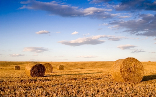 Wheat Fields Wallpapers (80 wallpapers)