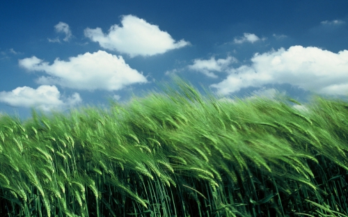 Wheat Fields Wallpapers (80 wallpapers)