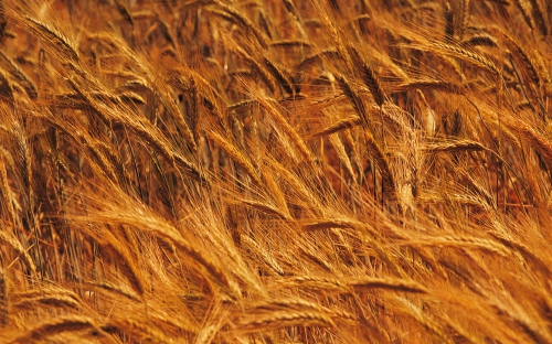 Wheat Fields Wallpapers (80 wallpapers)