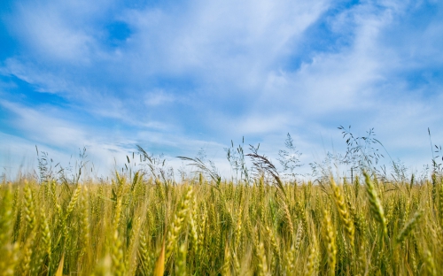 Wheat Fields Wallpapers (80 wallpapers)