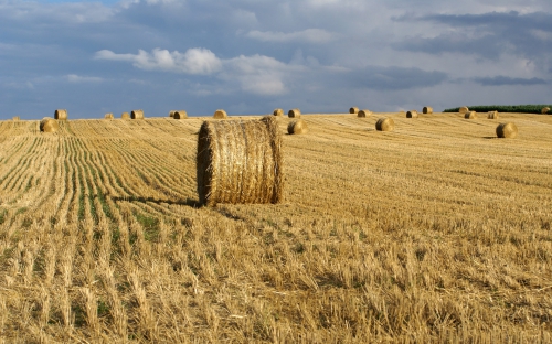 Wheat Fields Wallpapers (80 wallpapers)