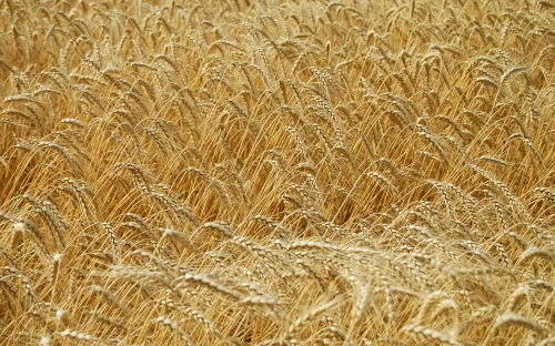 Wheat Fields Wallpapers (80 wallpapers)