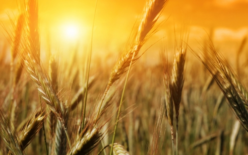 Wheat Fields Wallpapers (80 wallpapers)