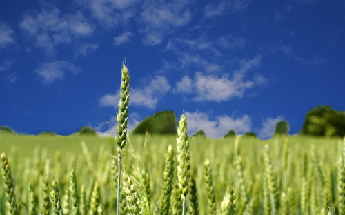 Wheat Fields Wallpapers (80 wallpapers)