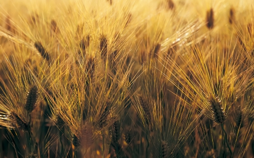 Wheat Fields Wallpapers (80 wallpapers)